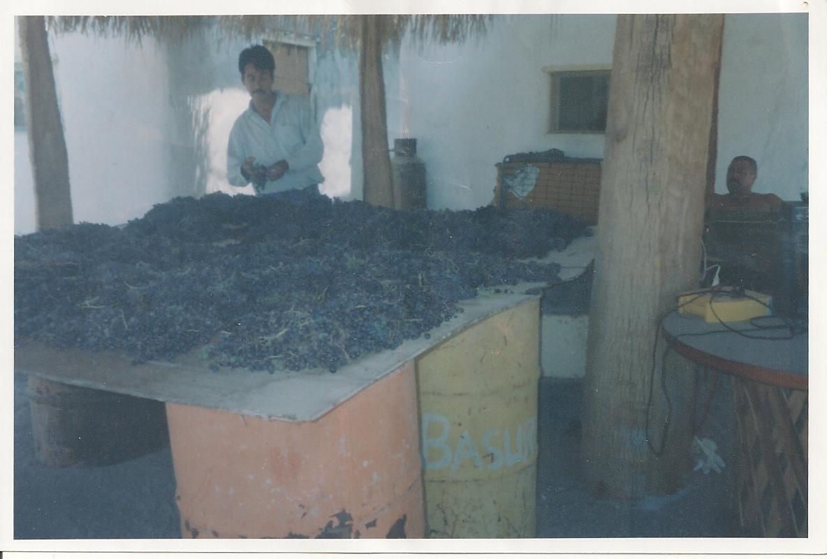 Cosecha de la uva
